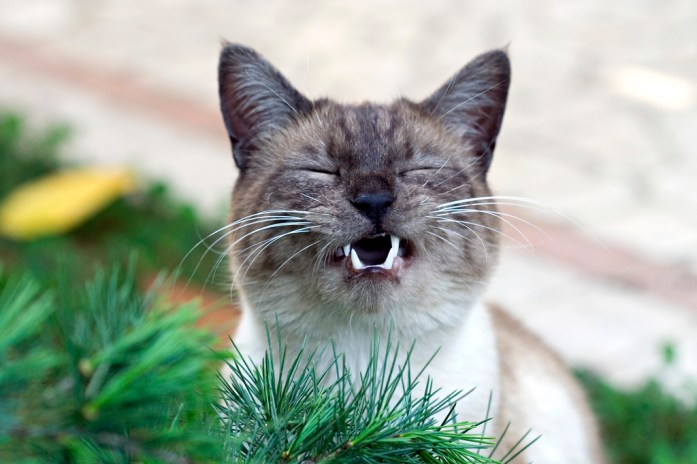 3496249511_2d194b807f_b