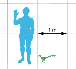 989px-jinfengopteryx-scale