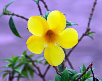 flower-1935634_960_720