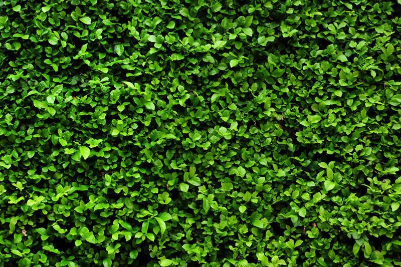 green-bush-texture-wall-mural_1000x