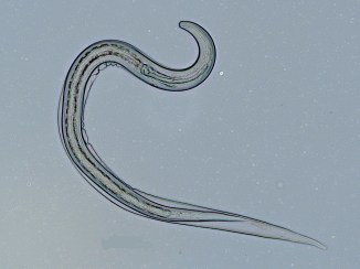 hookworm-fig7.JPG