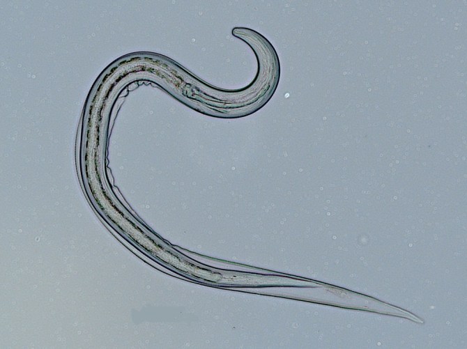 hookworm-fig7.JPG